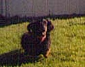 romping
